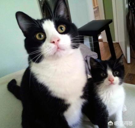 太原收养流浪猫狗:捡到一只流浪猫，准备收养具体该怎么做？