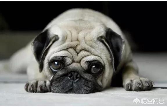 巴哥犬吧:如何挑选优秀可爱的巴哥犬？ 巴哥犬吧三联宠物市场
