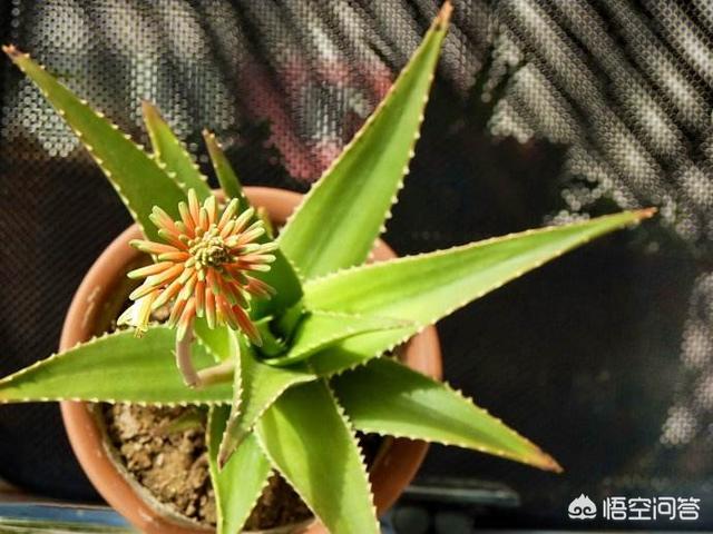 中国芦荟开花图片大全:家里的芦荟开花，是什么兆头？