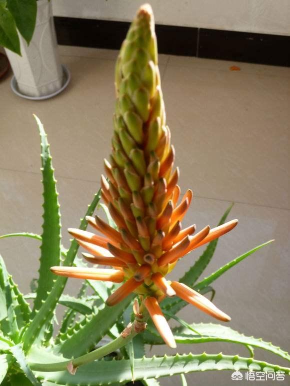中国芦荟开花图片大全:家里的芦荟开花，是什么兆头？