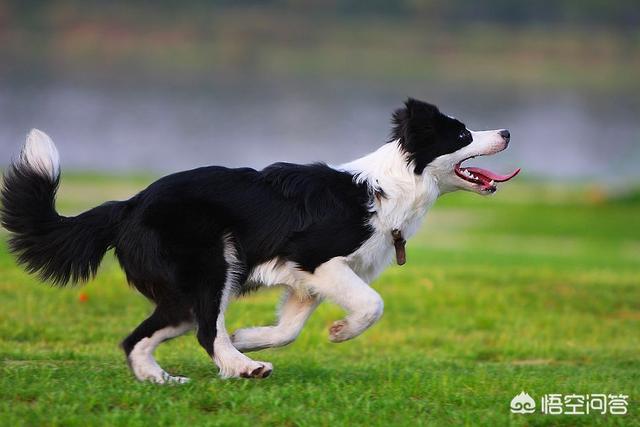 中型宠物狗狗品种大全大全:1000元以下的中型犬，有哪些推荐养的？