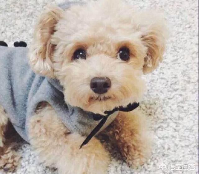 最好养的中小型犬排名:柯基、比熊、泰迪，哪个比较聪明好养呢？