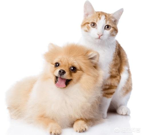 恋爱猫猫在一起游戏答案:猫和狗真的是一对冤家，不能一起饲养吗？ 恋爱猫猫在一起游戏