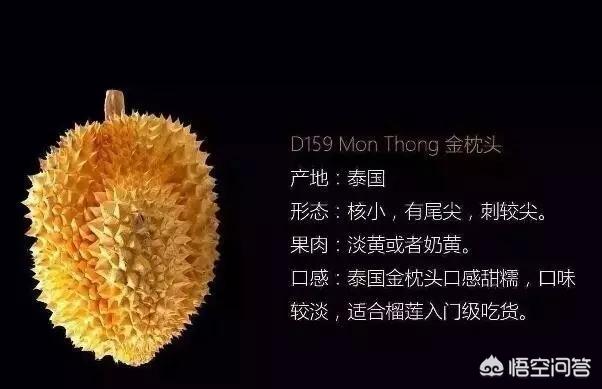 洪尧个人资料:金枕、干尧和猫山王的榴莲应该如何区分？