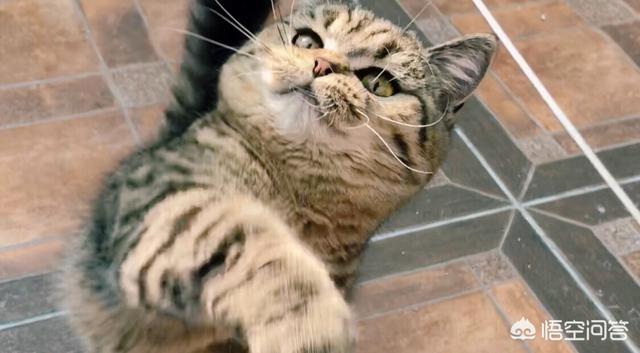 公猫发情粘人吗:猫咪忽然特别粘你，冲你叫是什么意思？
