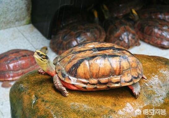 养枯叶龟需要过滤吗:不使用过滤怎么样可以养好乌龟？