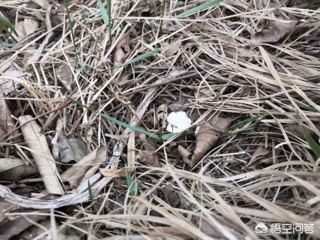 石家庄宠物狗:如何评价宠物狗扰民，石家庄建设禁狗小区？ 石家庄卖狗的宠物店