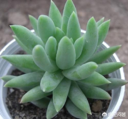 王玉珠帘多肉植物图片:朋友送了一盆多肉，这都是什么品种？该怎么养？