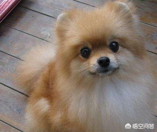 博美犬怎么养才能好:博美犬怎么样，养好博美犬的饲养方法？