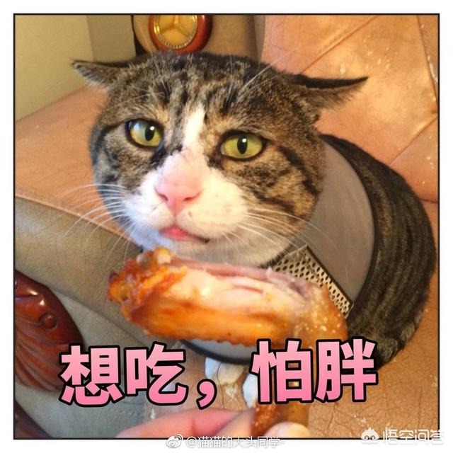 爱洗澡的猫猫:条友们喜欢干净又不过分闹腾的人适合养哪一种猫咪？