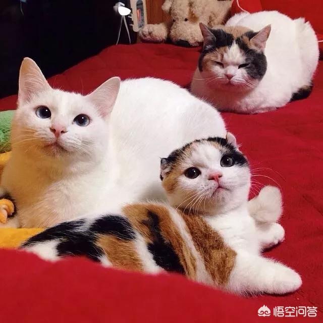 养的猫猫趁人不注意跑掉了,还能找回来吗？