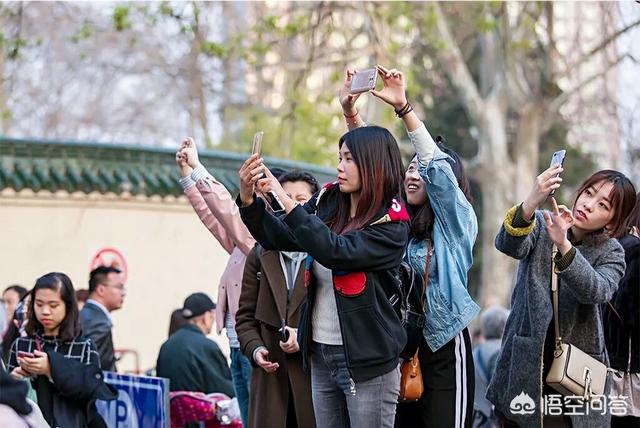 南京搓手猫:南京鸡鸣寺旅行，樱花树上有一只猫，猫怎么想？人怎么看？