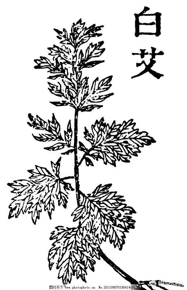 李时珍的资料:李时珍的《本草纲目》里，有哪些中草药？