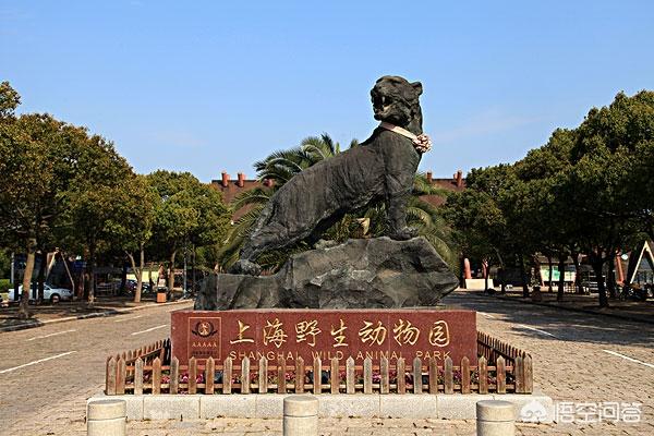 上海上海宠物墓地:上海的动物园都在哪，有哪些值得一看的，有没有大熊猫？
