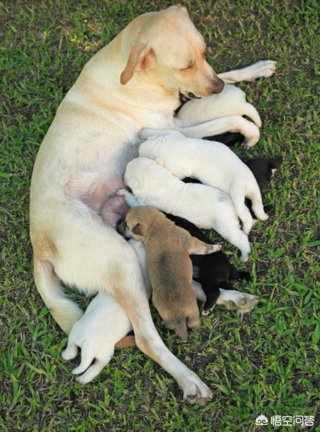 格陵兰犬生仔:格林兰岛旅游攻略有什么？