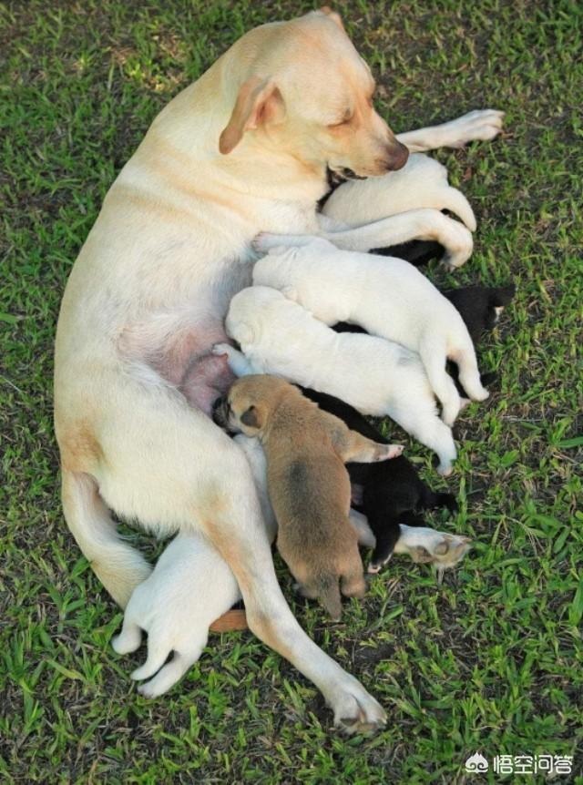 拉酷拉布拉多犬舍:拉布拉多犬究竟有什么优点和不足，在家里养可以吗？