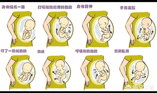 不爱动的胎儿不聪明是真的吗，“不爱动的小宝宝”怎样才算正常胎动呢