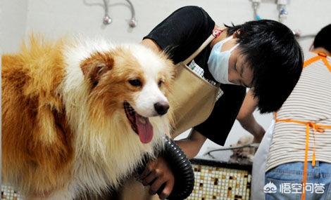 襄阳宠物吧:襄阳有哪些宠物医院？具体地址是在哪？