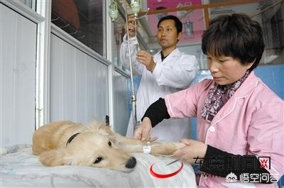襄阳宠物吧:襄阳有哪些宠物医院？具体地址是在哪？