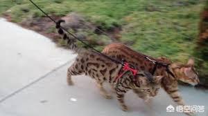 戴更基说不溜猫:有玩猫和老鼠手游的小伙伴吗？可以指导一下怎么玩吗？