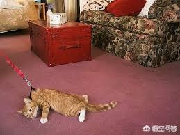 戴更基说不溜猫:有玩猫和老鼠手游的小伙伴吗？可以指导一下怎么玩吗？