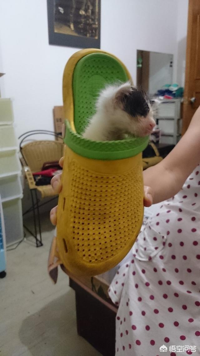 如果要养只刚出生的小猫需要有什么准备,需要多少资金？