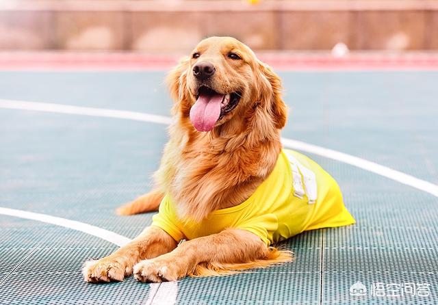 缉毒犬偷吃薯条:如何在遛狗时让狗狗不乱捡东西吃？
