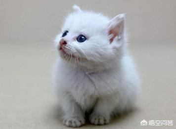 奥丁幼猫猫粮:有没有养过英短的朋友来说说，英短幼猫吃什么猫粮好呢？ 奥丁幼猫粮怎么样