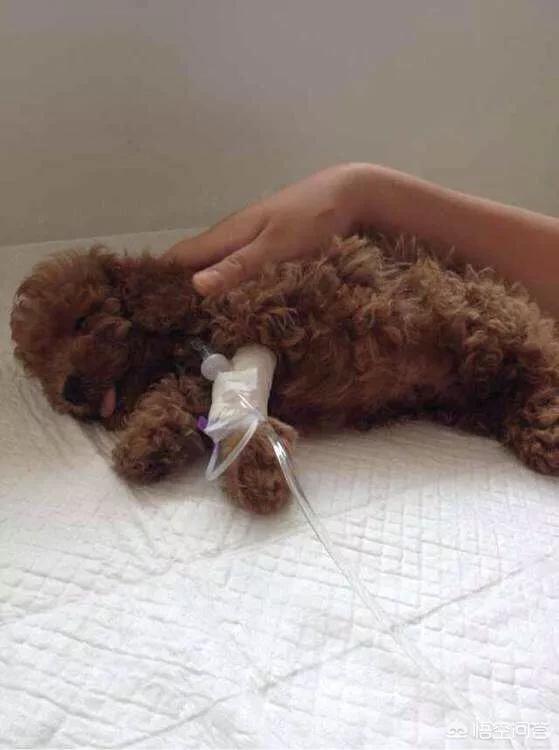 狗瘟早期症状有哪些:狗瘟的初期症状有哪些 如果狗狗得了犬温、第一症状是什么？