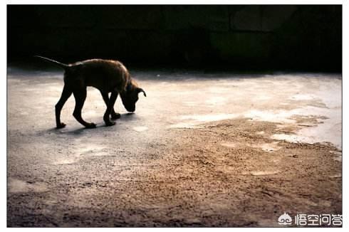保安遭恶犬攻击视频:如何看待小区保安驱逐流浪狗，用铁锹残忍将其拍死？
