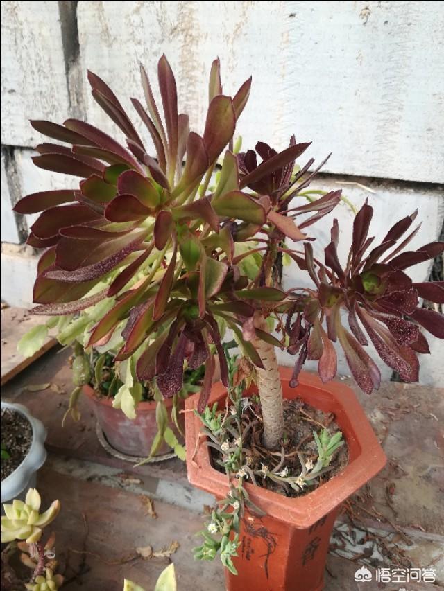 头条问答 - 黑法师原始种养了两个星期叶子都掉光了,怎么办?(1个回答)