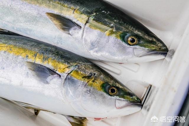 头条问答 鰤鱼是什么鱼 为什么被称为水产界明星 2个回答