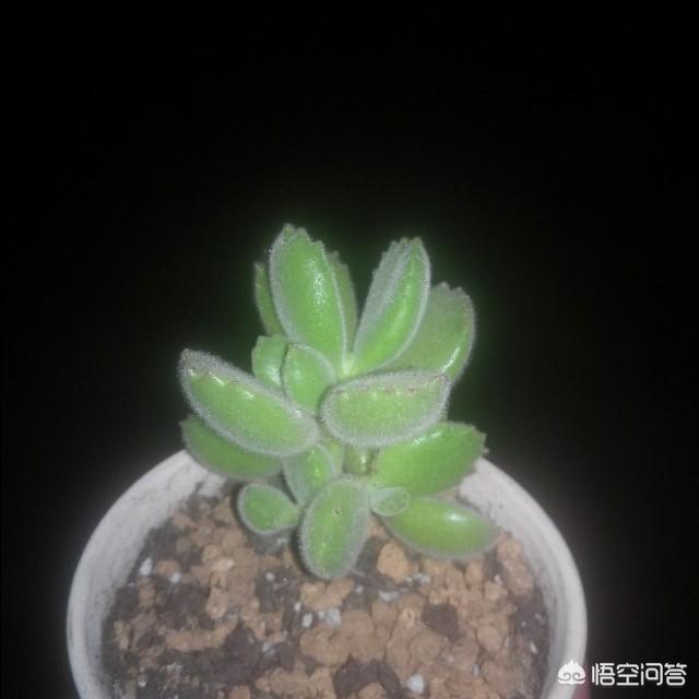 头条问答 多肉什么时候能放在屋外养 8个回答