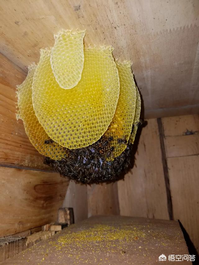 没有蜜蜂生态系将会如何，如果没有蜜蜂，人类还能生存吗