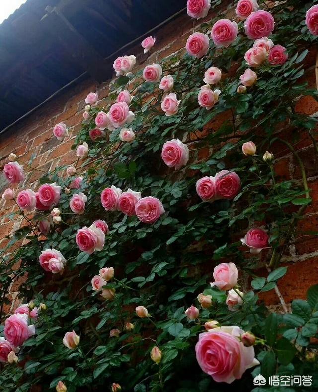 优秀月季花品种介绍百度网:盆栽月季花用什么品种好？