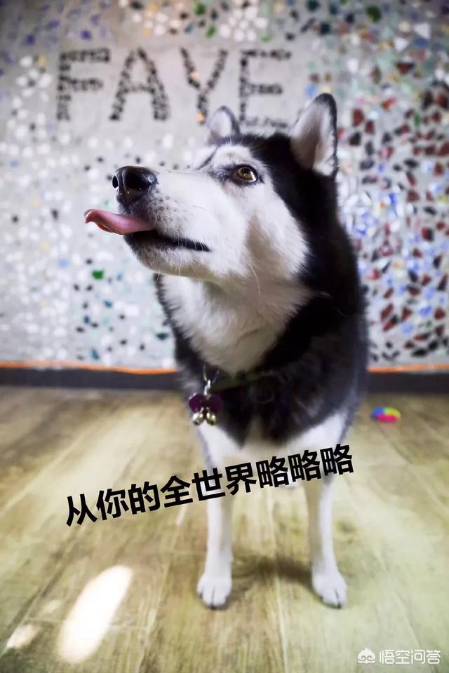 狗狗的图片:狗狗和猫猫你更喜欢哪一种？哪一种才是铲屎官的小棉袄？