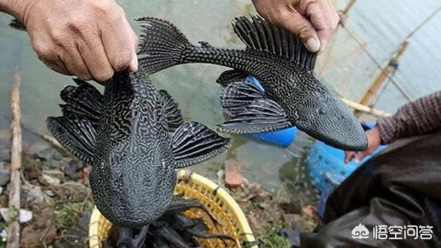 吃垃圾的淡水鱼有哪些:冷水鱼缸里放什么鱼清除垃圾？