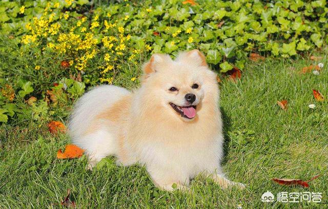 头条问答 博美犬和狐狸犬是同一种狗吗 8个回答