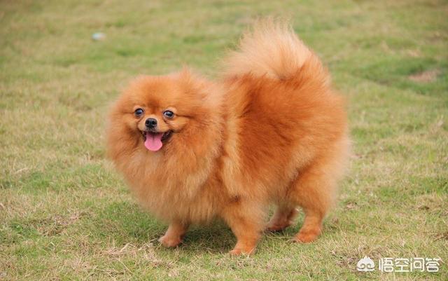 头条问答 博美犬和狐狸犬是同一种狗吗 8个回答