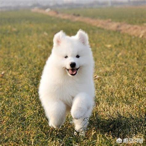 狗狗健康成长100问:我刚刚抱养一只土狗，需要注意什么？怎样让狗狗健康成长？