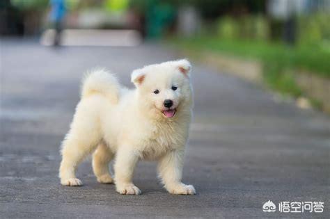 狗狗健康成长100问:我刚刚抱养一只土狗，需要注意什么？怎样让狗狗健康成长？
