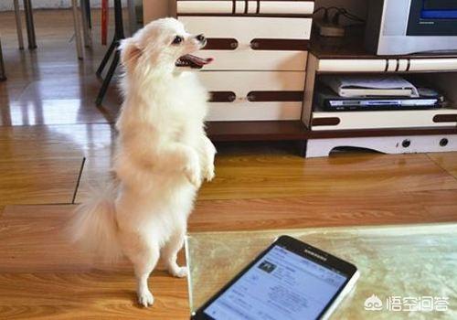 成都直立行走的狗:为什么有些爱狗人士训练狗狗站着走路，甚至给狗做绝育呢？
