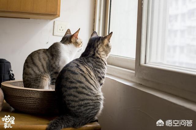 中华田园猫到美国多少钱:网友养了只田园猫被养蓝猫的同学嫌弃，不是品种猫真的就差吗？