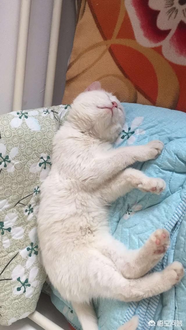 第一巨猫angie:从奶猫到成猫，颜值是如何演变的呢？