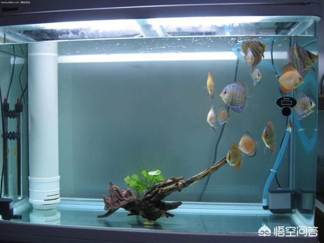 鱼缸鱼类养殖:养鱼过程要如何才能保持鱼缸中的水质良好？