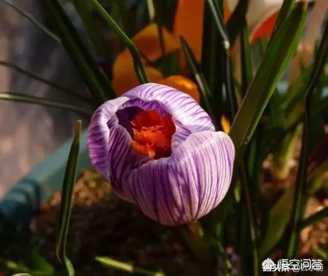 如何用一首诗来夸赞自己的老婆？