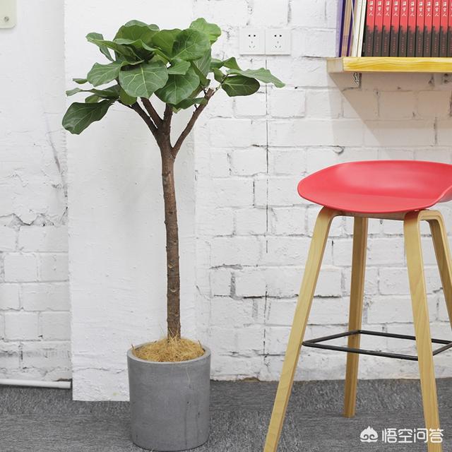 室内最好的观赏植物:十大室内观赏植物 请问家里养什么植物最好，并且好养活的？