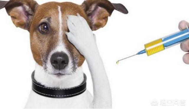 泰迪犬怎么养胖:两个月大的小泰迪要怎么养？