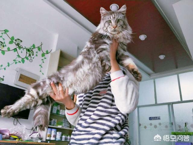 头条问答- 猫有点脱毛怎么办？(17个回答)