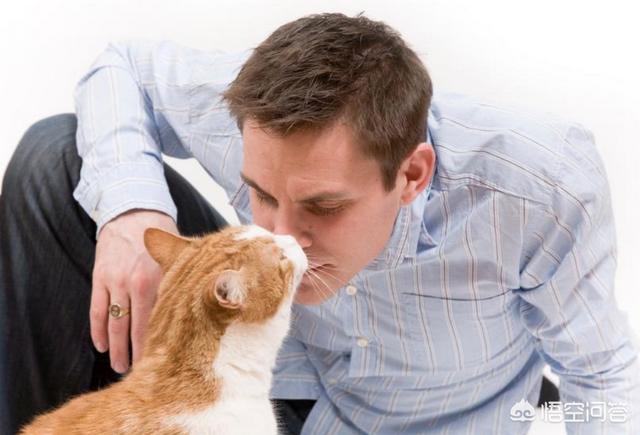 猫怕黄瓜图片gif:哪些东西会让猫咪感觉害怕？